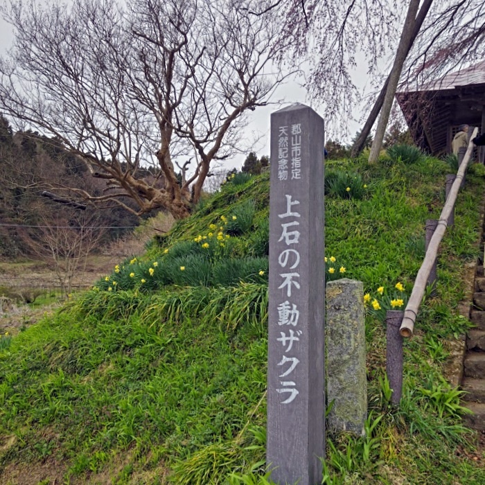 不動桜看板
