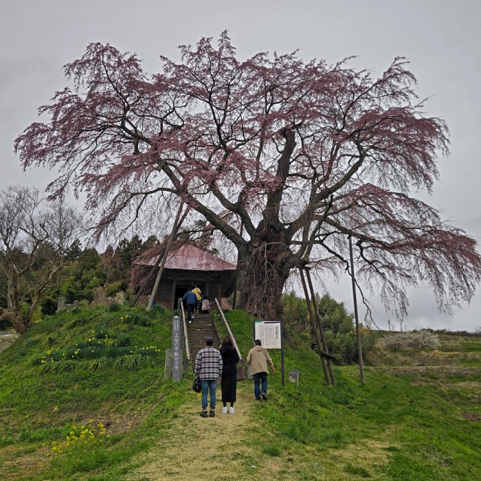 不動桜