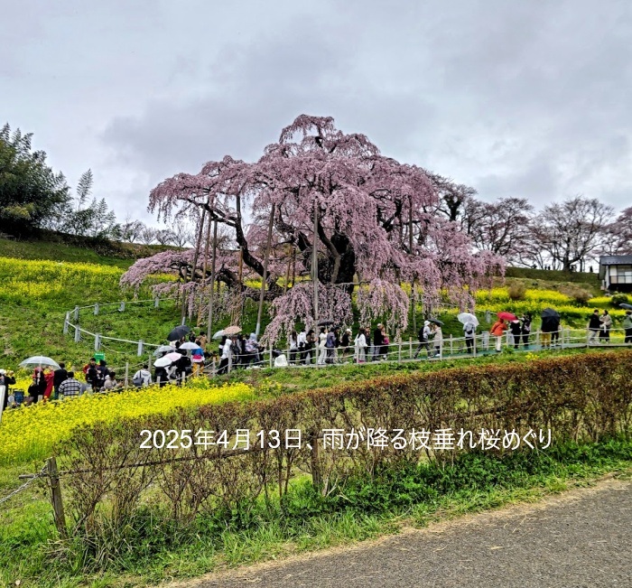 滝桜