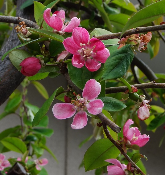chinese-quince