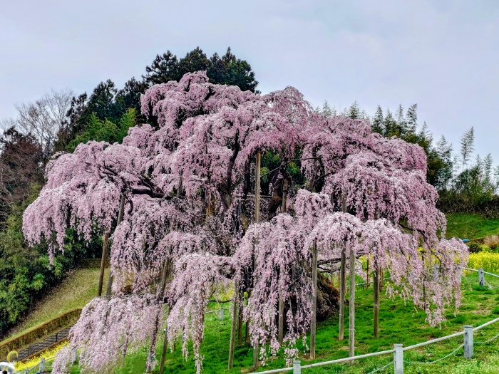 滝桜