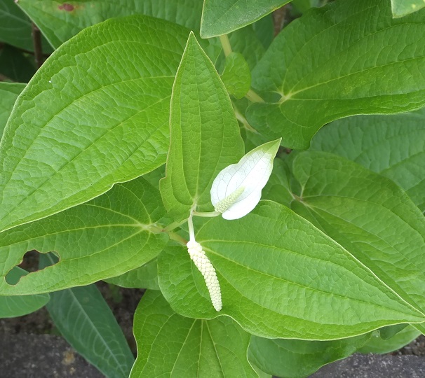 花穂の横の葉が白くなっている