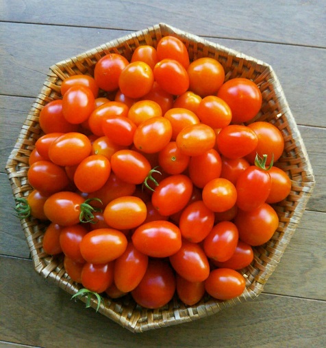 ミニトマトの皮が固いのは家庭菜園の苗だし摘果 水やり必要 認知症予防と社会参加
