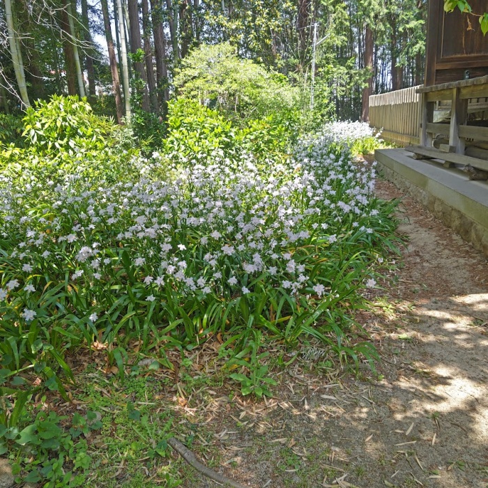 シャガ