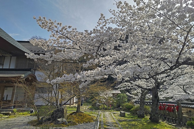 福聚寺の桜