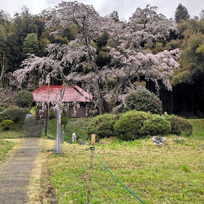 雪村桜
