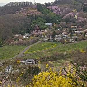 花見山公園から見たハート型菜の花