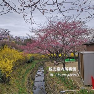 花見山公園　桜　プリンセスみやび